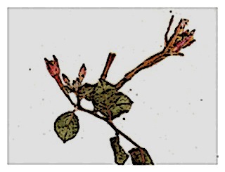 poster-specimen-fuchsia-sylvatica-01
