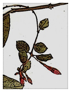 poster-specimen-fuchsia-sylvatica-02