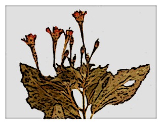 poster-specimen-fuchsia-tincta-01