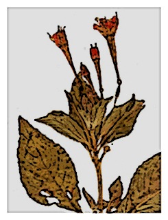 poster-specimen-fuchsia-tincta-03