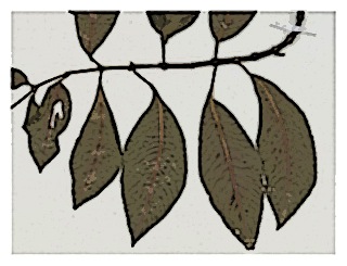 poster-specimen-fuchsia-triphylla-01