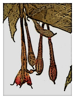 poster-specimen-fuchsia-vargasiana-02