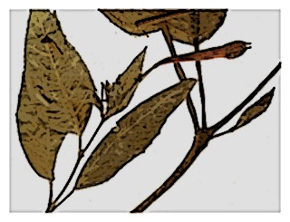 poster-specimen-fuchsia-vargasiana-03