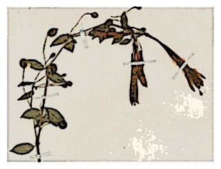 poster-specimen-fuchsia-venusta-01