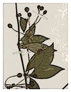 poster-specimen-fuchsia-venusta-02