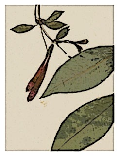 poster-specimen-fuchsia-venusta-03