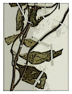 poster-specimen-fuchsias-gehrigerii-03