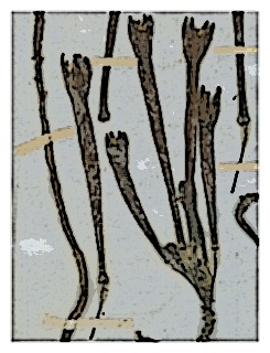 fuchsia-apetala-specimen-07