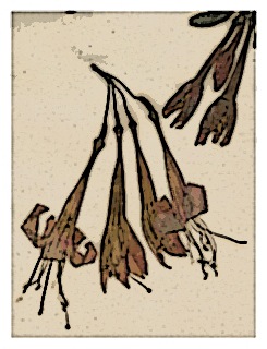 fuchsia-insignis-specimen-03