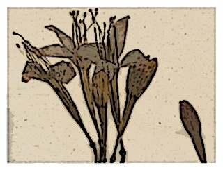 fuchsia-insignis-specimen-04