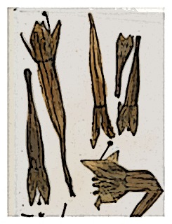 fuchsia-pilaloenensis-specimen-02