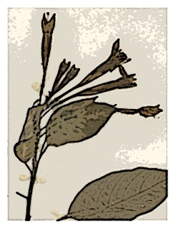 fuchsia-pilaloenensis-specimen-03