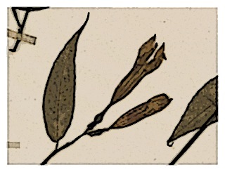 fuchsia-salicifolia-specimen-03