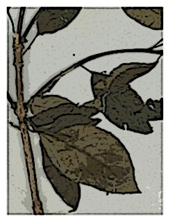 poster-fuchsia-membranacea-specimen-04
