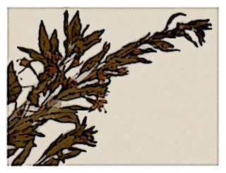 poster-specimen-fuchsia-lycioides-01