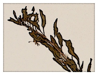 poster-specimen-fuchsia-lycioides-02