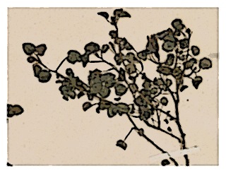 fuchsia-procumbens-specimen-02