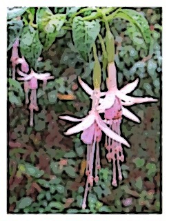 fuchsia-magellanica-alba