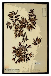 fuchsia-magellanica-type-lamarck
