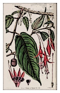 fuchsia-regia-ssp-radicans-edwards-botanical
