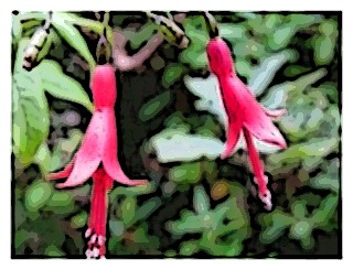 fuchsia-regia-ssp-radicans-flowers