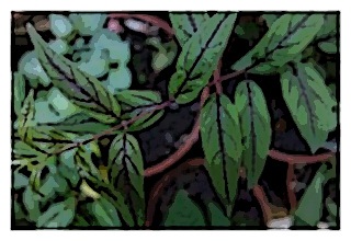 fuchsia-regia-ssp-radicans-leaves