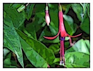 fuchsia-regia-ssp-serrae-01