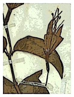 poster-specimen-fuchsia-regi-ssp-regia-04