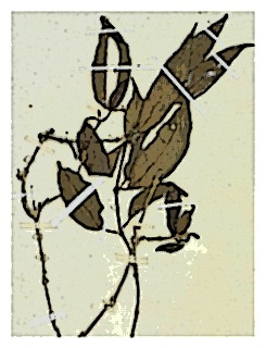 poster-specimen-fuchsia-regia-ssp-regia-02