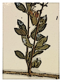 poster-specimen-fuchsia-regia-ssp-reitzii-02