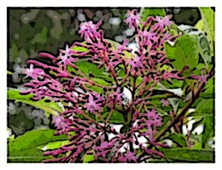 fuchsia-paniculata-blossoms