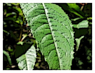 fuchsia-paniculata-leaf