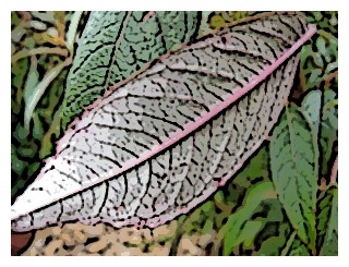 fuchsia-excoricata-leaf