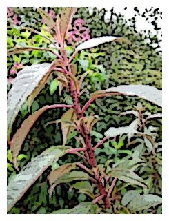 fuchsia-excorticata-branch