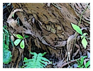 fuchsia-excorticata-trunk