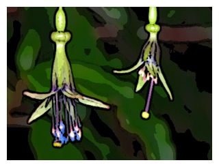 fuchsias-excorticata-blossoms-link