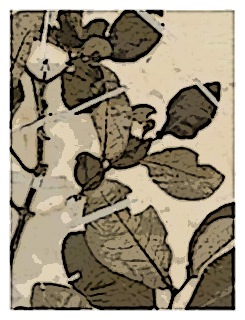 poster-specimen-fuchsia-cyrtandroides-01