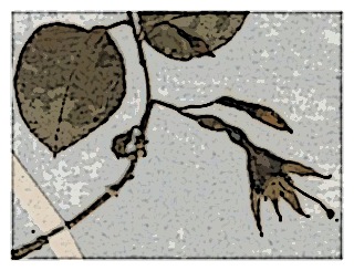 poster-specimen-fuchsia-x-colensoi-11