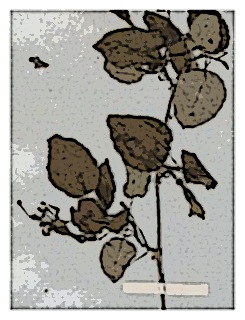 poster-specimen-fuchsia-x-colensoi-5