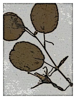 poster-specimen-fuchsia-x-colensoi-7