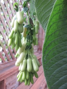 boliviana-alba-fruit-vertical-300px