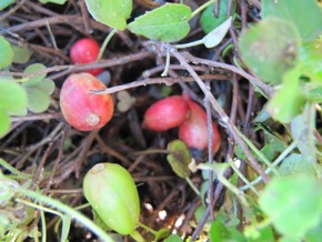 fuchsiaberries-18