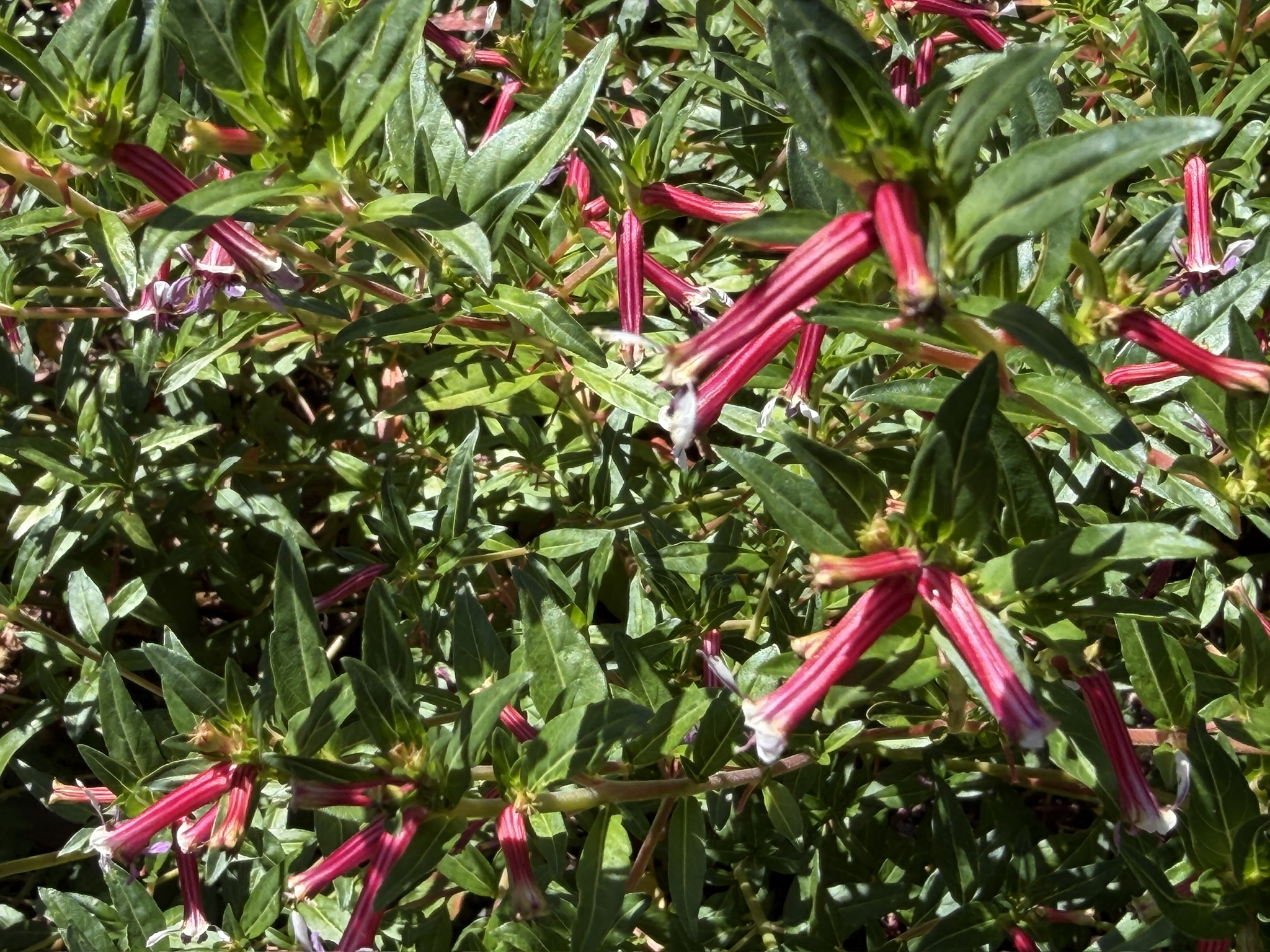 Cuphea ‘Kirstin’s Delight'  02