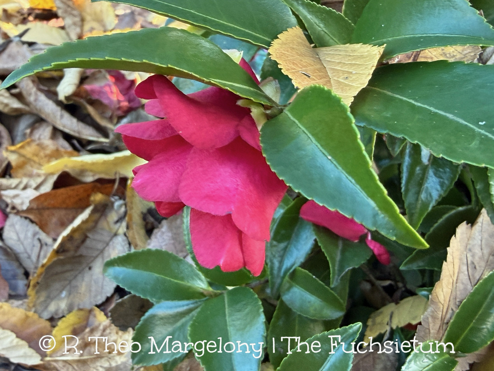 72B51C2B-4D51-44BD-80E5-C049BC3FCE7E_1_102_o