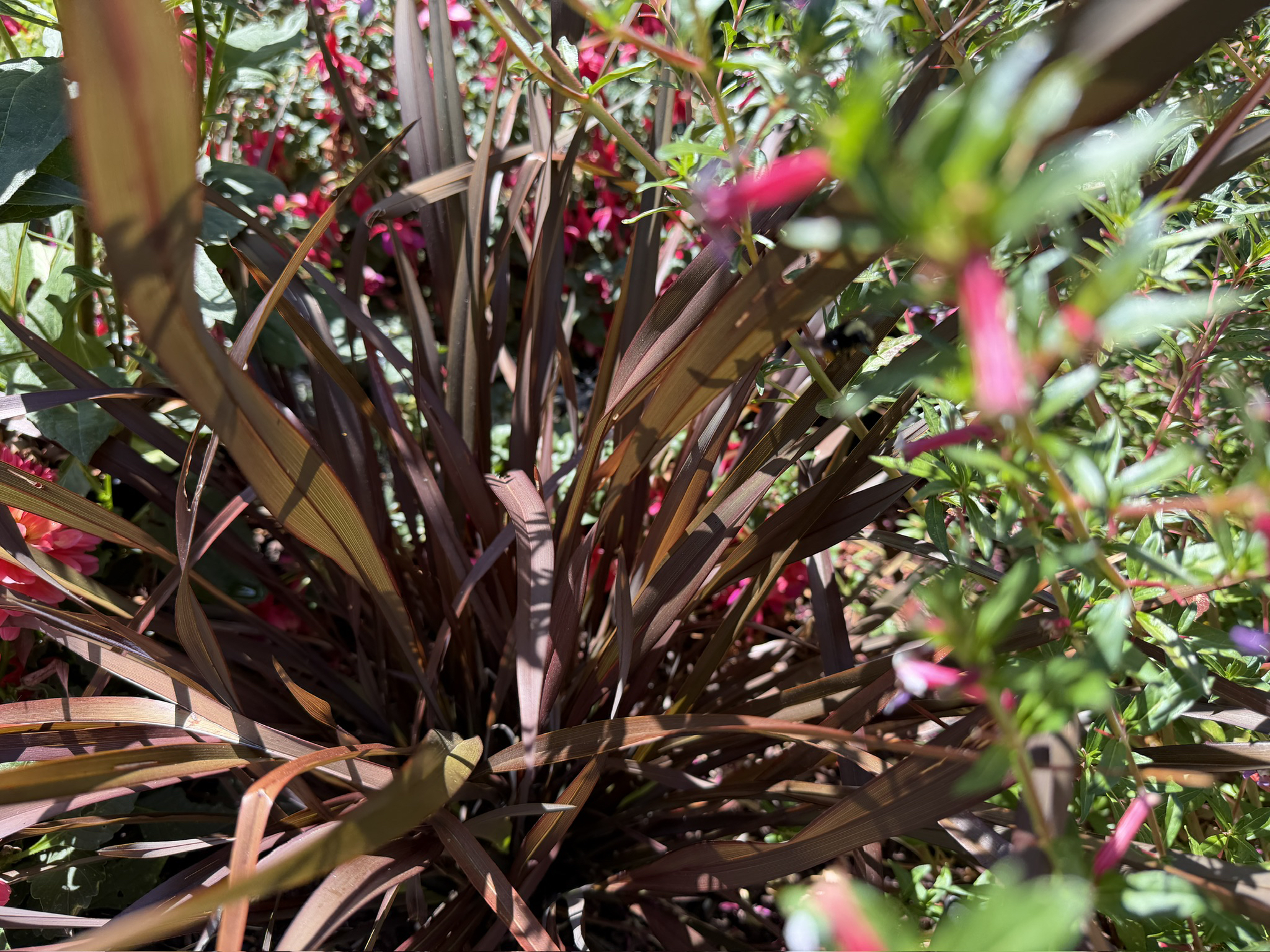 Cuphea ‘Kirstin’s Delight' 05