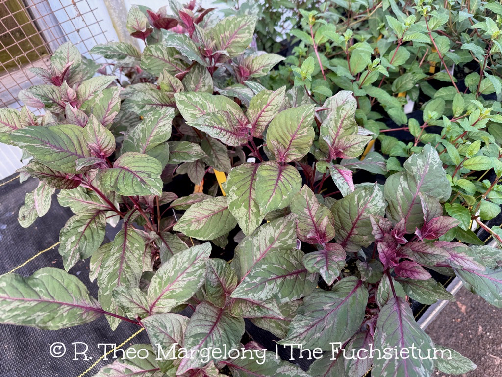 94DD0B35-303E-4F97-A996-33CB37198A1D_1_105_c