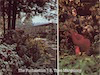 Annabelle&#39;s Fuchsia Garden Thumbnail