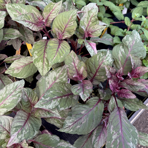 BD87027F-A8A1-4524-A5CC-CABC178BA699_1_201_a