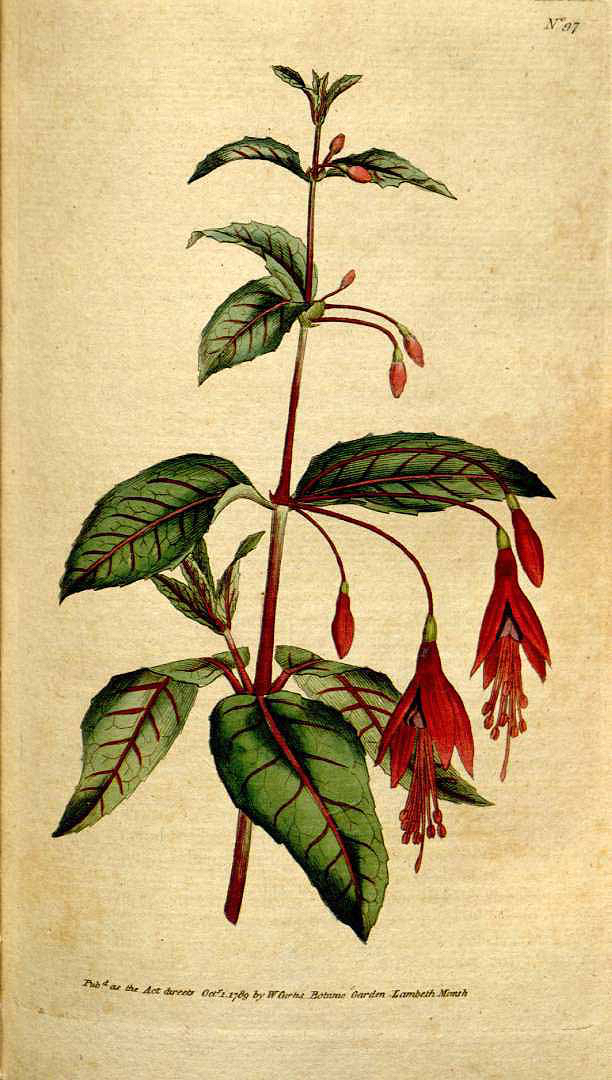 Curtis, Wlliam, Botanical Magazine (1787-1948) Bot. Mag. Vol. 3 (1790)