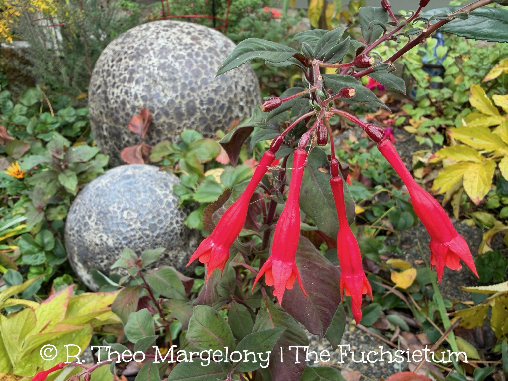 D6861CDB-2A23-4940-9875-2E176A527550_1_102_o